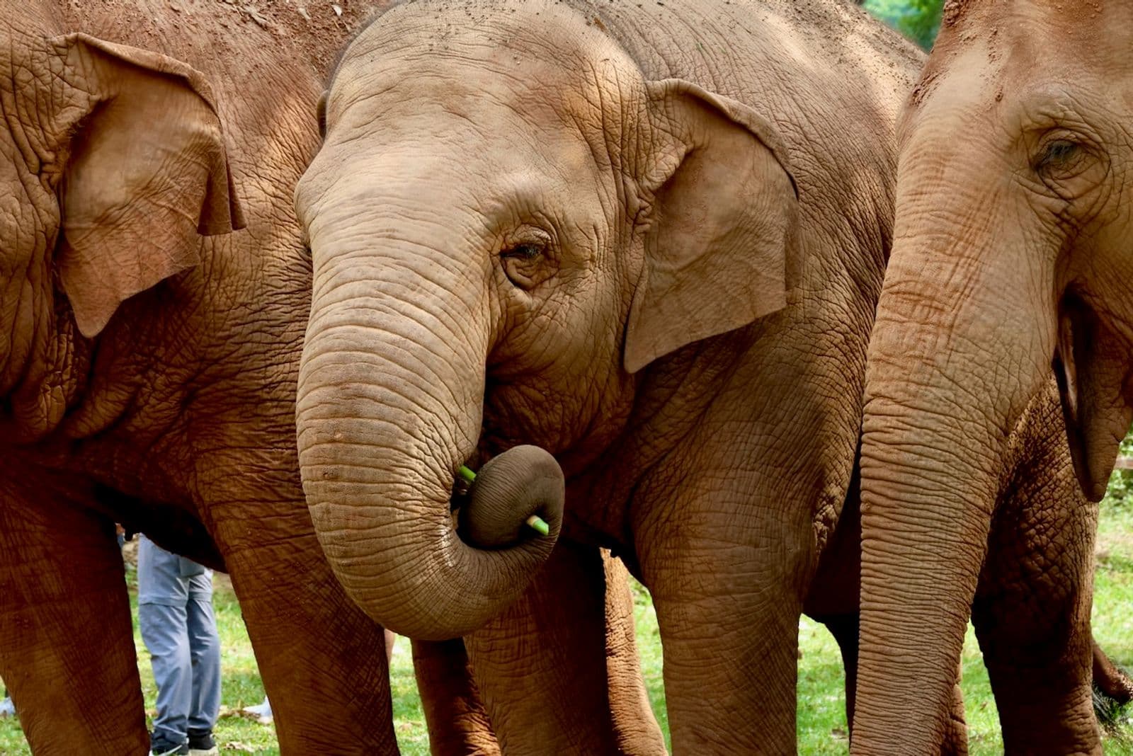Elephant eating in the wild, photographed for Be TravelKind